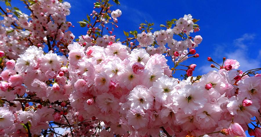 Cherry Blossoms Photograph by Nick Kloepping