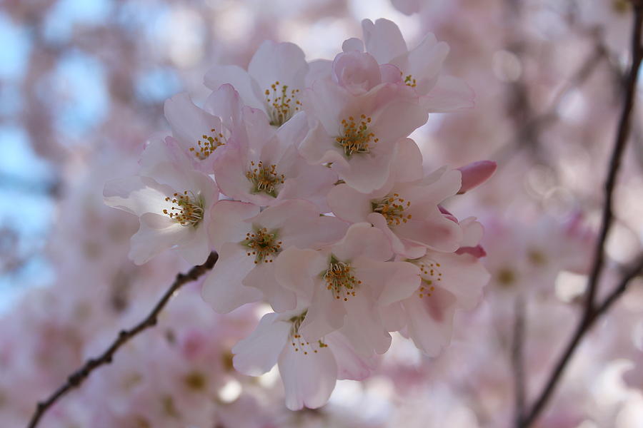 Cherry Blossoms Photograph by Nita Kellum - Fine Art America