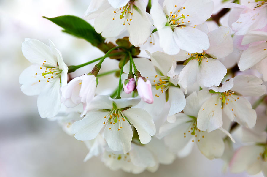 Cherry Blossoms No. 9123 Photograph by Georgette Grossman
