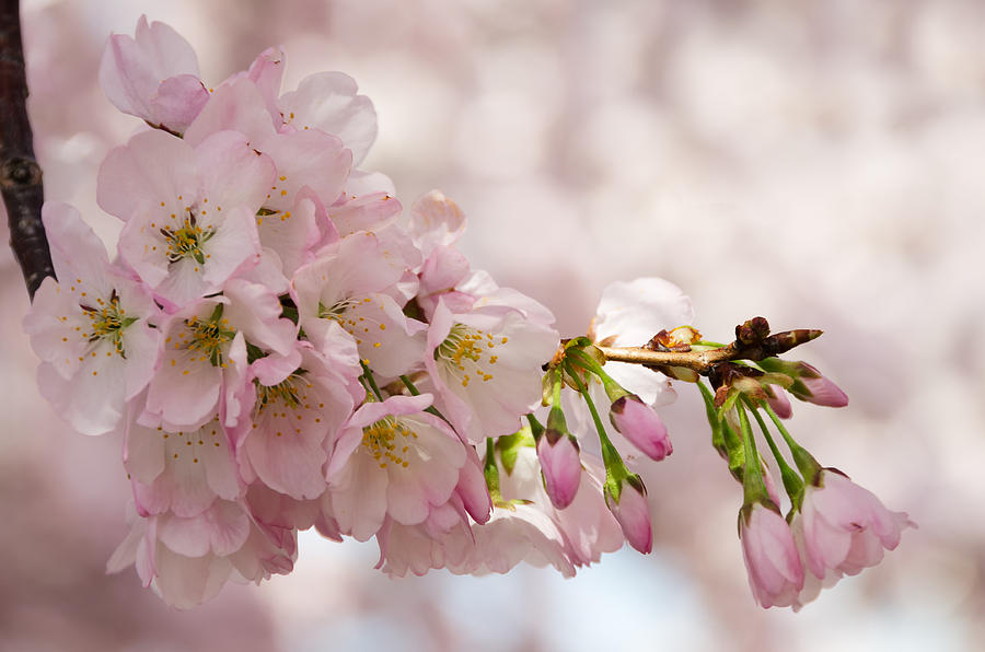 Cherry Blossoms No. 9164 Photograph by Georgette Grossman