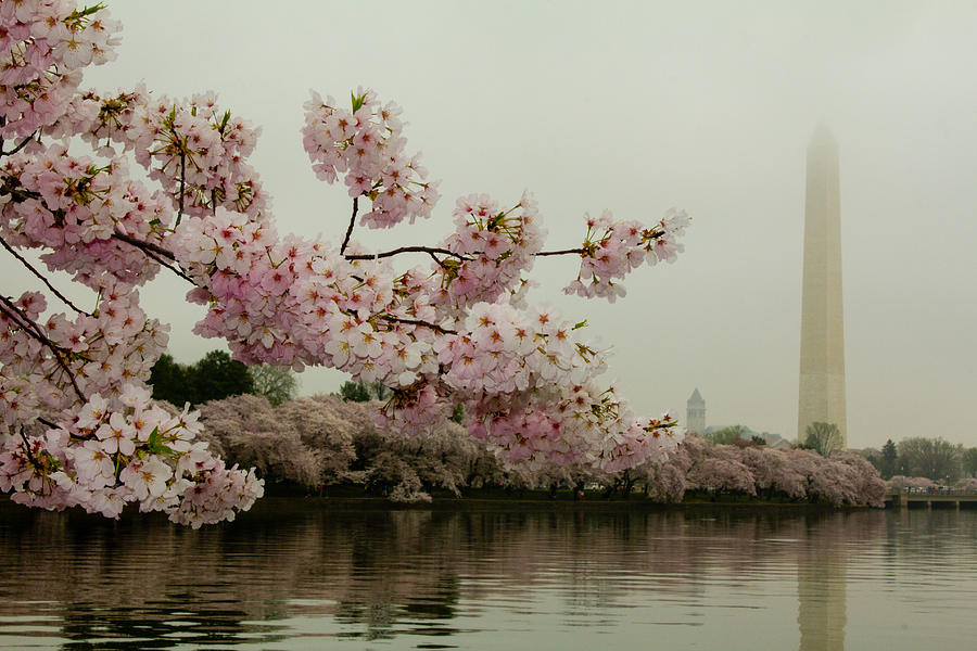 Cherry Blossoms on a Foggy Morning Photograph by Leah Palmer