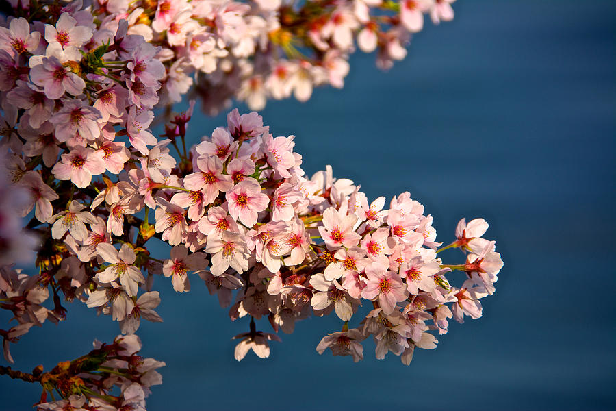 Flower Photograph - Cherry Blossoms on the Basin by Kathi Isserman