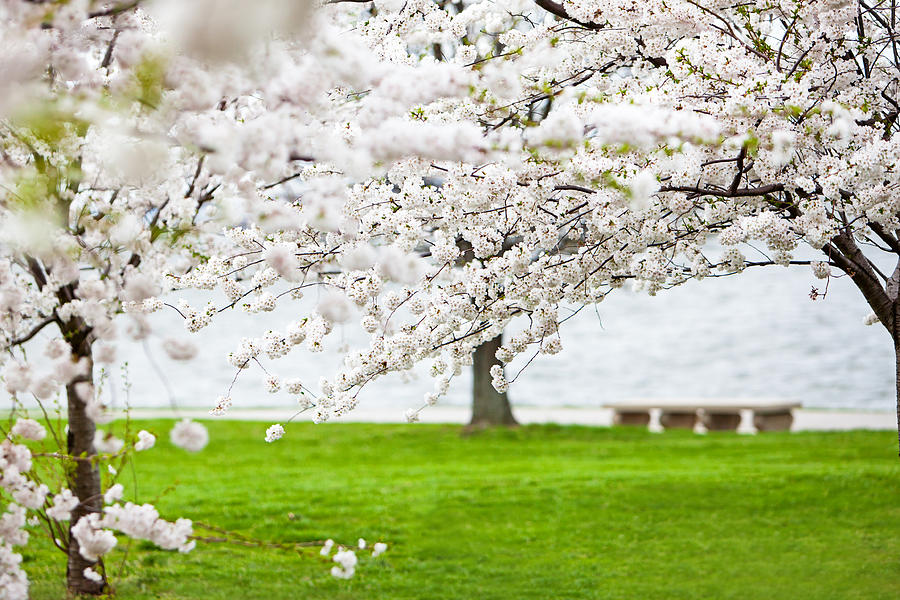 Spring Photograph - Cherry blossoms on the shore of Fort McHenry by Good Focused