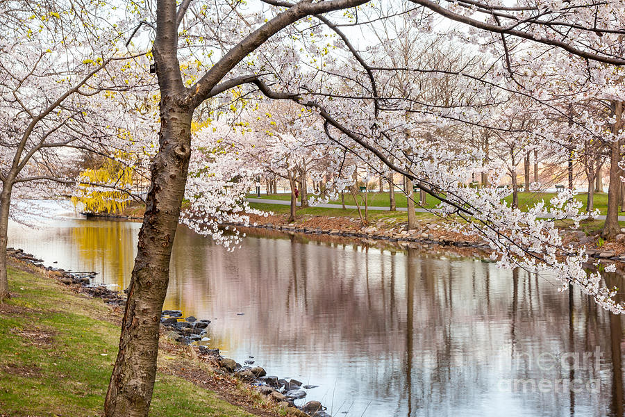 Cherry Blossoms on the Storrow Lagoon Photograph by Susan Cole Kelly