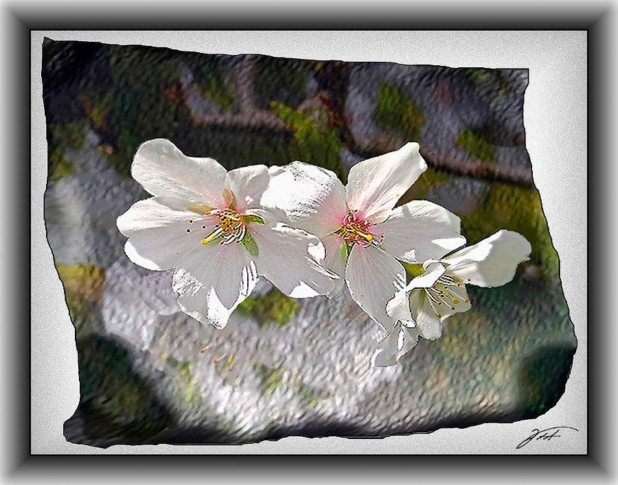 Cherry Blossoms on Torn Paper Photograph by Thomas Fields