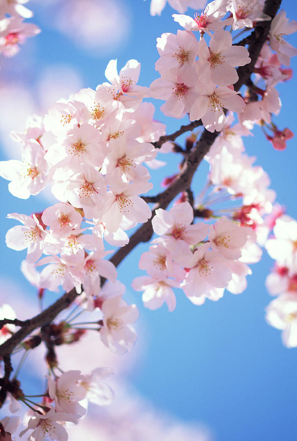 Cherry Blossoms Photograph by Ooyoo