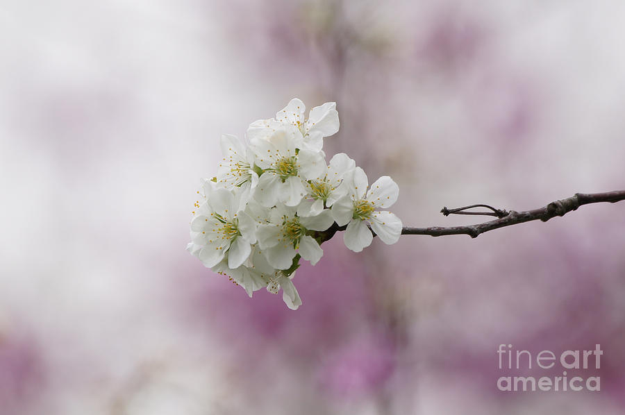 Cherry Blossoms - Out on a Limb Photograph by Robert E Alter Reflections of Infinity