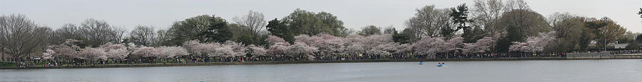 Tree Photograph - Cherry Blossoms - Panorama - Washington DC - 01133 by DC Photographer