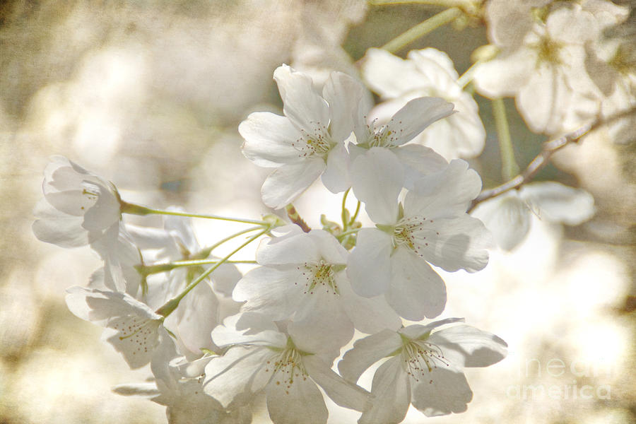 Flower Photograph - Cherry blossoms by Peggy Hughes