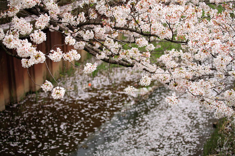 Cherry Blossoms Photograph by Photography By Zhangxun