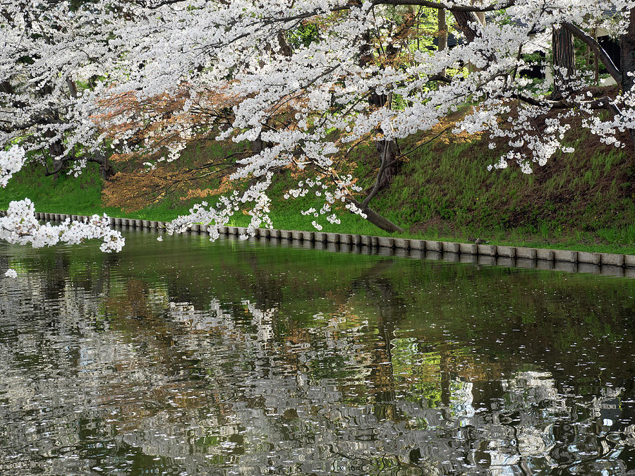 Cherry Blossoms Reflected In Outer Photograph by Panoramic Images