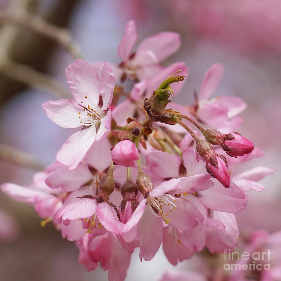 Cherry Blossoms Photograph by Rudi Prott