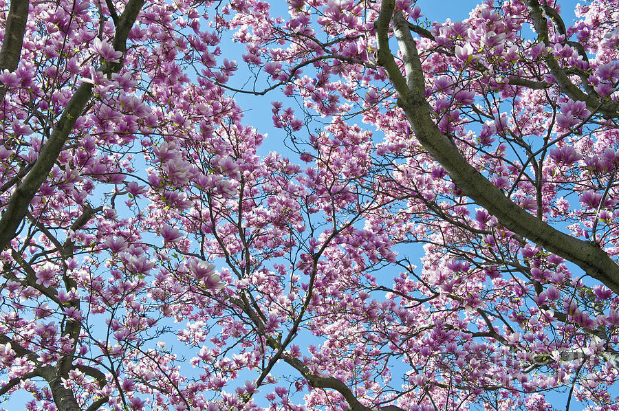 Cherry Blossoms Sakura Washington D.C Photograph by David Zanzinger