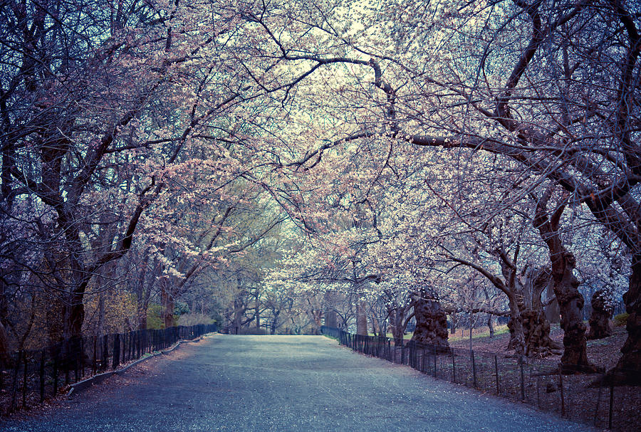 Central Park Photograph - Cherry Blossoms - Spring - Central Park by Vivienne Gucwa