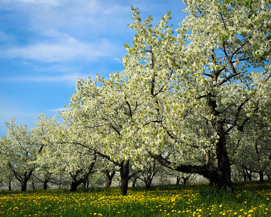 Tree Photograph - Cherry Blossoms by Thomas Pettengill