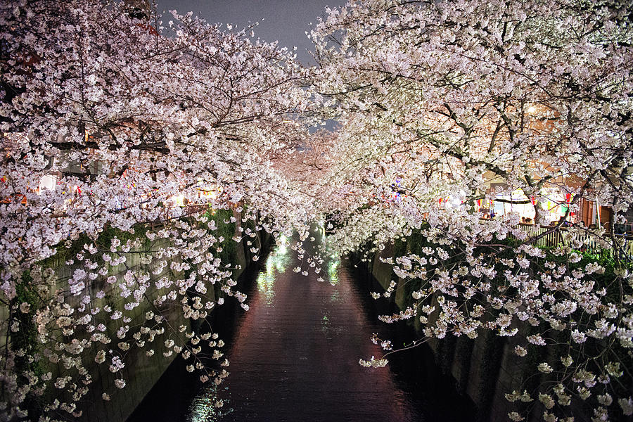 Cherry Blossoms Trees Across The Photograph by By Cads