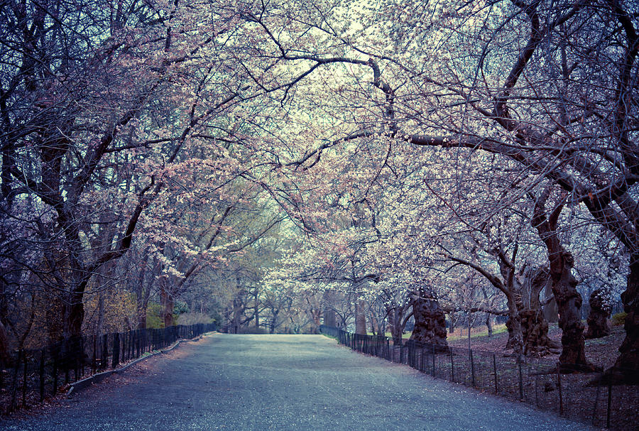 Cherry Blossoms Trees Photograph by Vivienne Gucwa