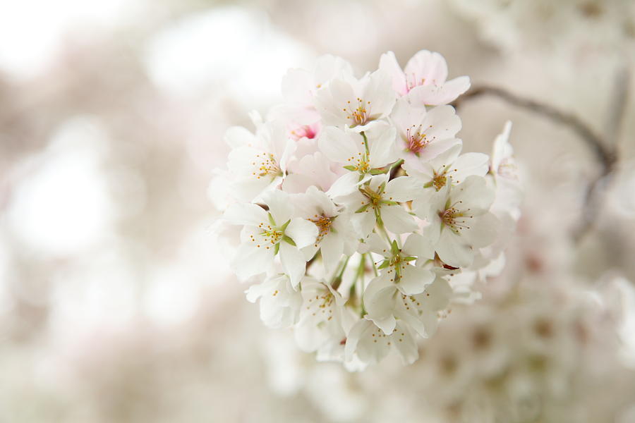 Flower Photograph - Cherry Blossoms - Washington DC - 0113101 by DC Photographer