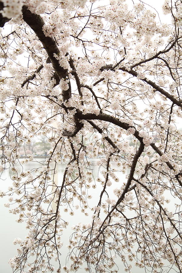Flower Photograph - Cherry Blossoms - Washington DC - 0113102 by DC Photographer