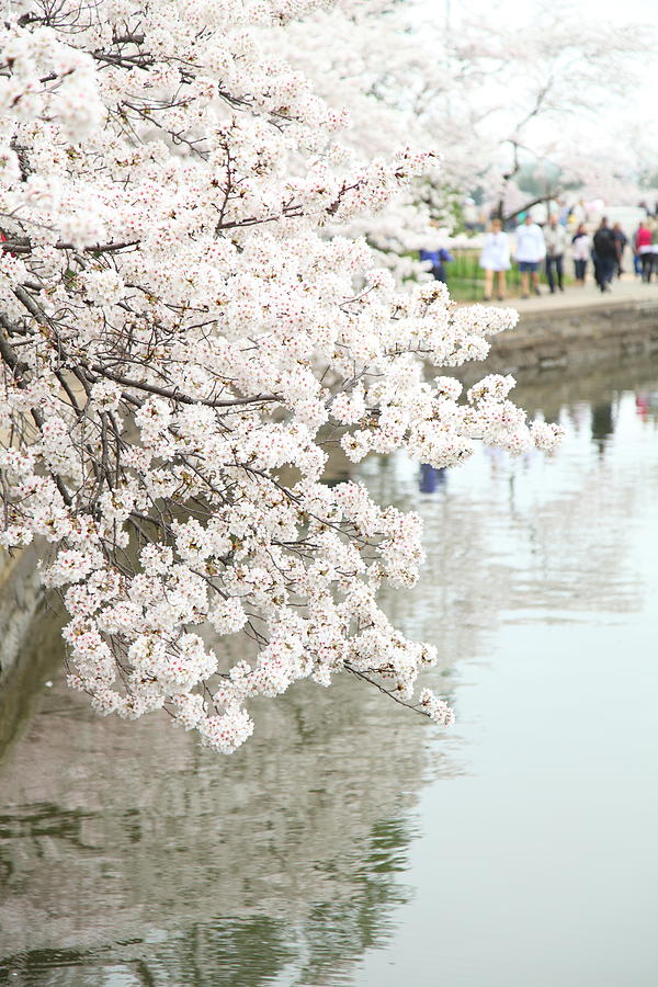 Flower Photograph - Cherry Blossoms - Washington DC - 0113104 by DC Photographer