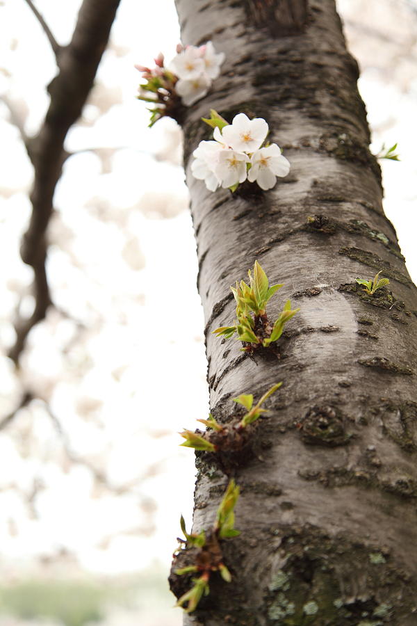Flower Photograph - Cherry Blossoms - Washington DC - 0113107 by DC Photographer