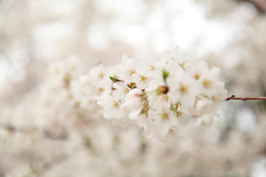 Flower Photograph - Cherry Blossoms - Washington DC - 0113109 by DC Photographer