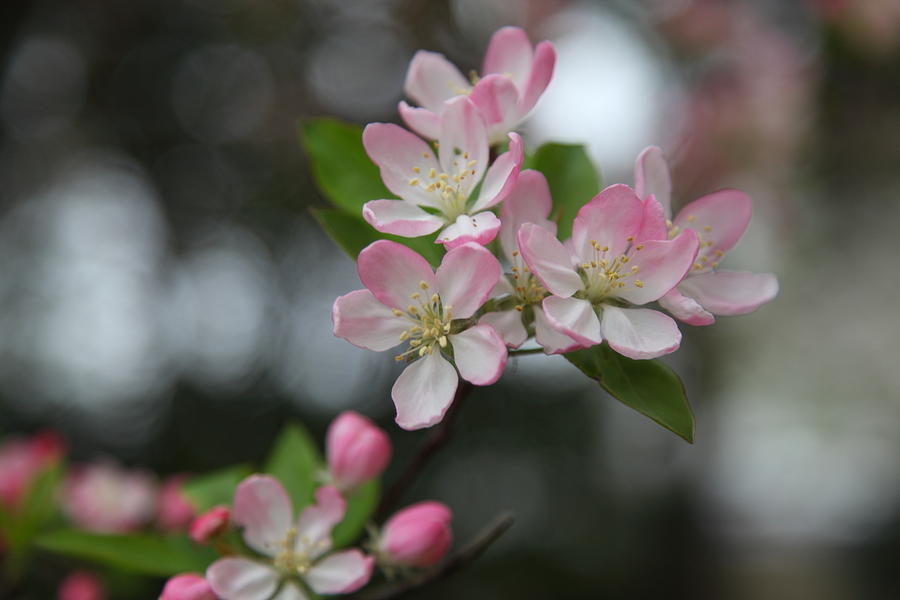 Flower Photograph - Cherry Blossoms - Washington DC - 0113110 by DC Photographer