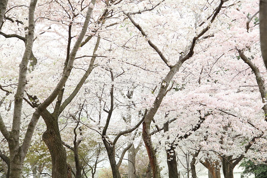 Flower Photograph - Cherry Blossoms - Washington DC - 0113111 by DC Photographer