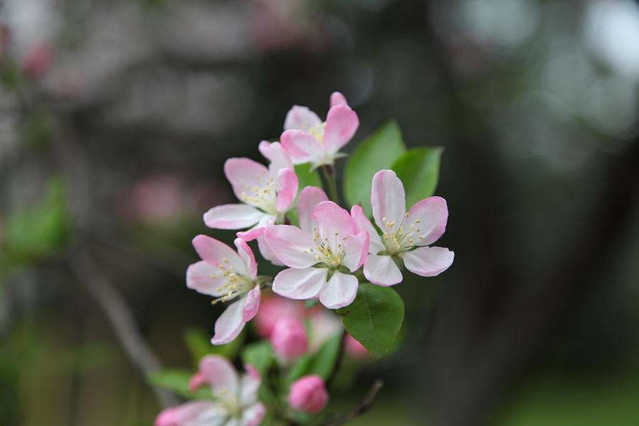 Flower Photograph - Cherry Blossoms - Washington DC - 0113113 by DC Photographer