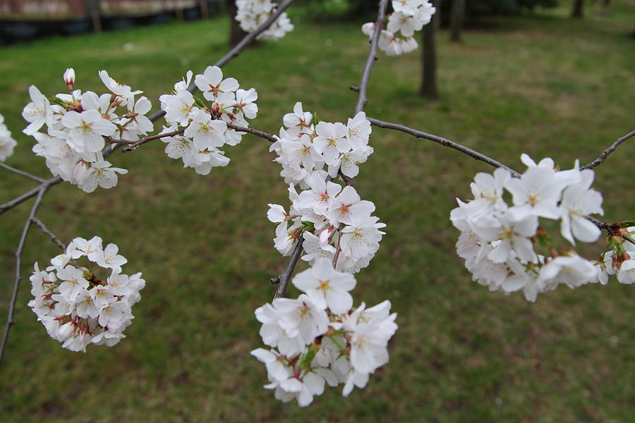 Flower Photograph - Cherry Blossoms - Washington DC - 0113116 by DC Photographer