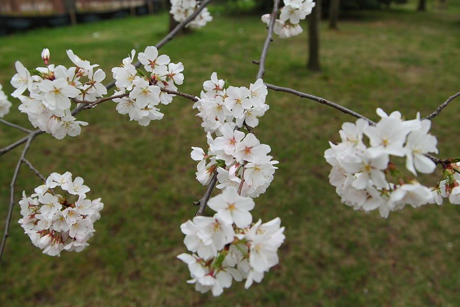 Flower Photograph - Cherry Blossoms - Washington DC - 0113117 by DC Photographer