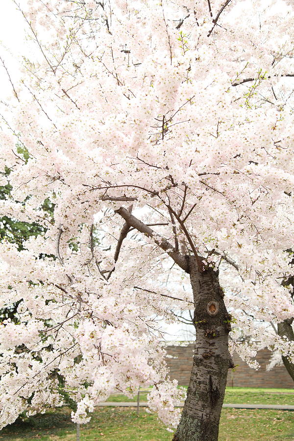 Flower Photograph - Cherry Blossoms - Washington DC - 0113119 by DC Photographer