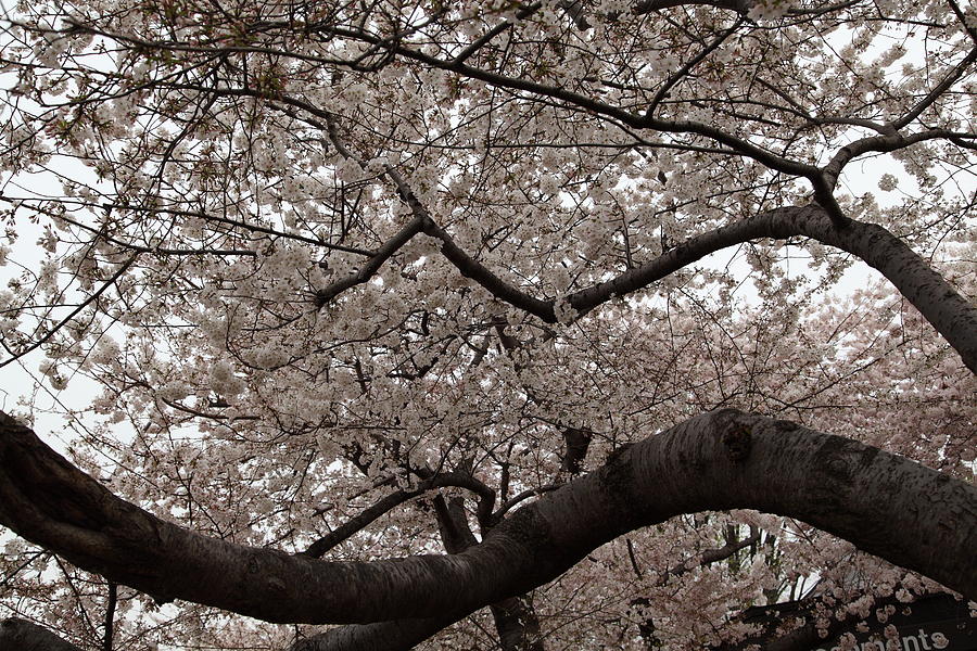 Flower Photograph - Cherry Blossoms - Washington DC - 0113120 by DC Photographer
