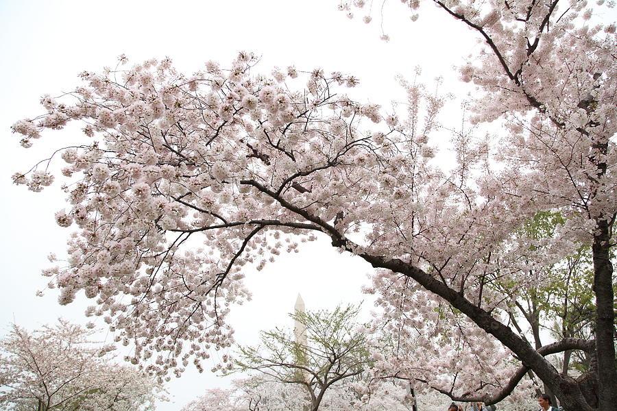Flower Photograph - Cherry Blossoms - Washington DC - 0113122 by DC Photographer