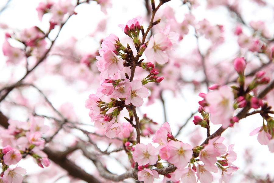 Flower Photograph - Cherry Blossoms - Washington DC - 0113124 by DC Photographer