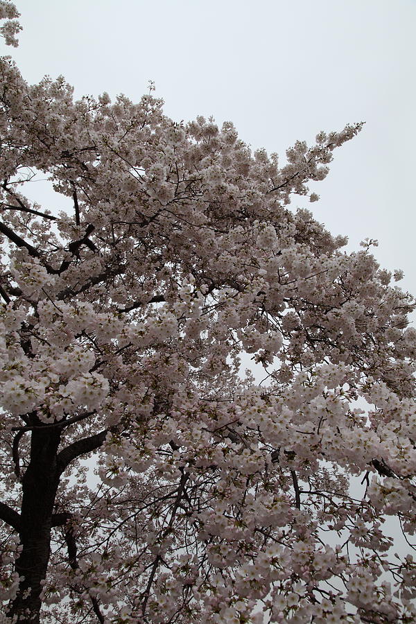 Flower Photograph - Cherry Blossoms - Washington DC - 0113125 by DC Photographer