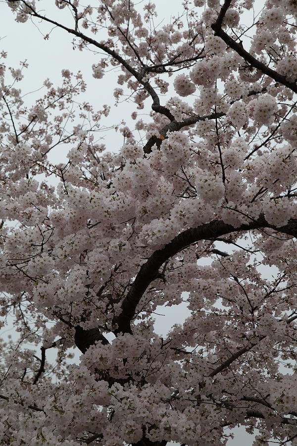 Flower Photograph - Cherry Blossoms - Washington DC - 0113126 by DC Photographer