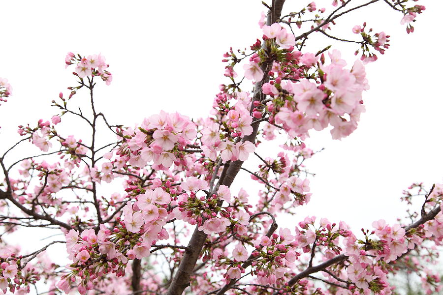 Flower Photograph - Cherry Blossoms - Washington DC - 0113127 by DC Photographer