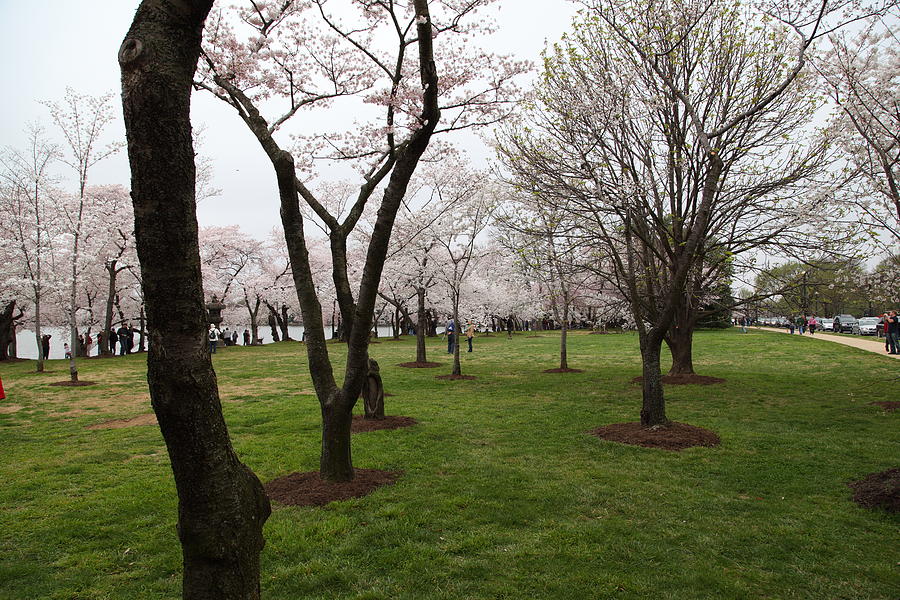 Cherry Blossoms - Washington DC - 0113129 Photograph by DC Photographer