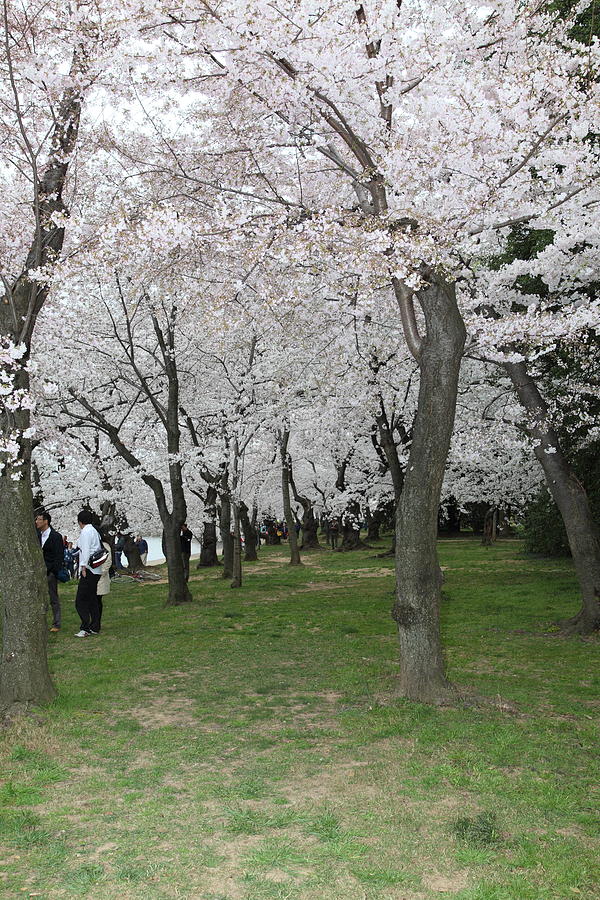 Flower Photograph - Cherry Blossoms - Washington DC - 0113131 by DC Photographer