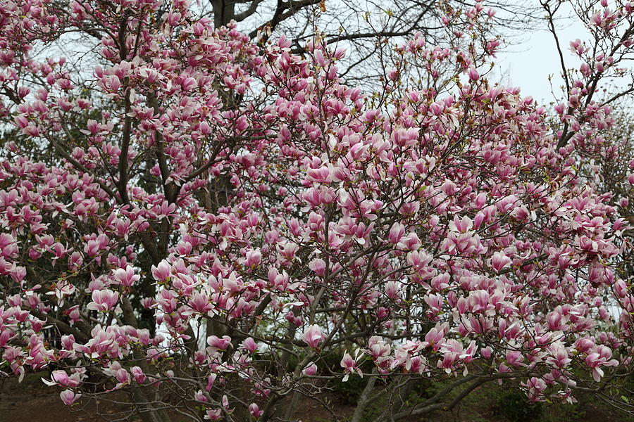 Flower Photograph - Cherry Blossoms - Washington DC - 0113133 by DC Photographer