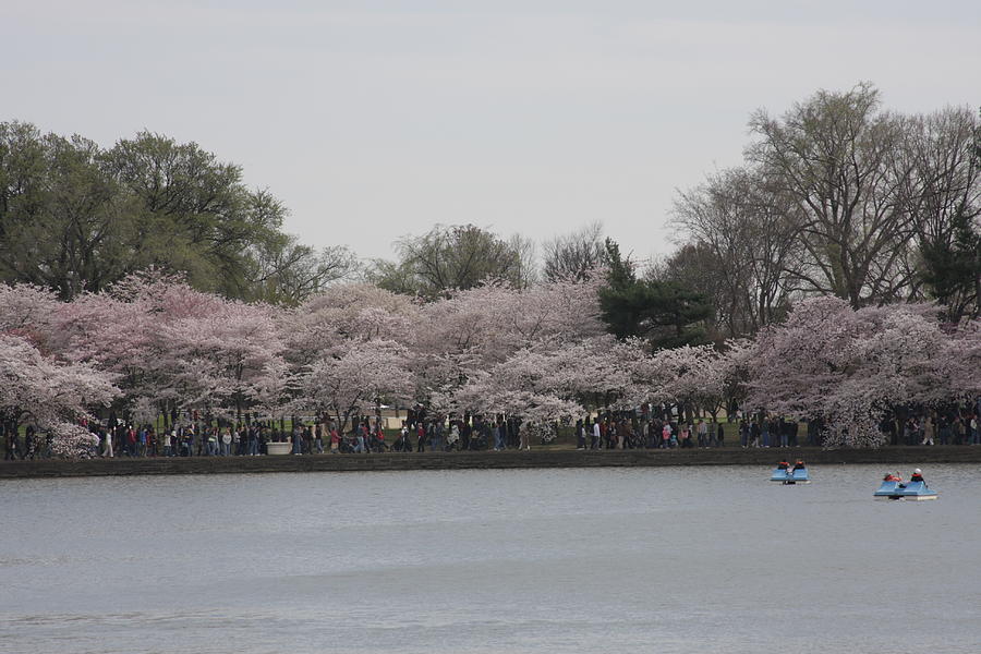Tree Photograph - Cherry Blossoms - Washington DC - 011316 by DC Photographer