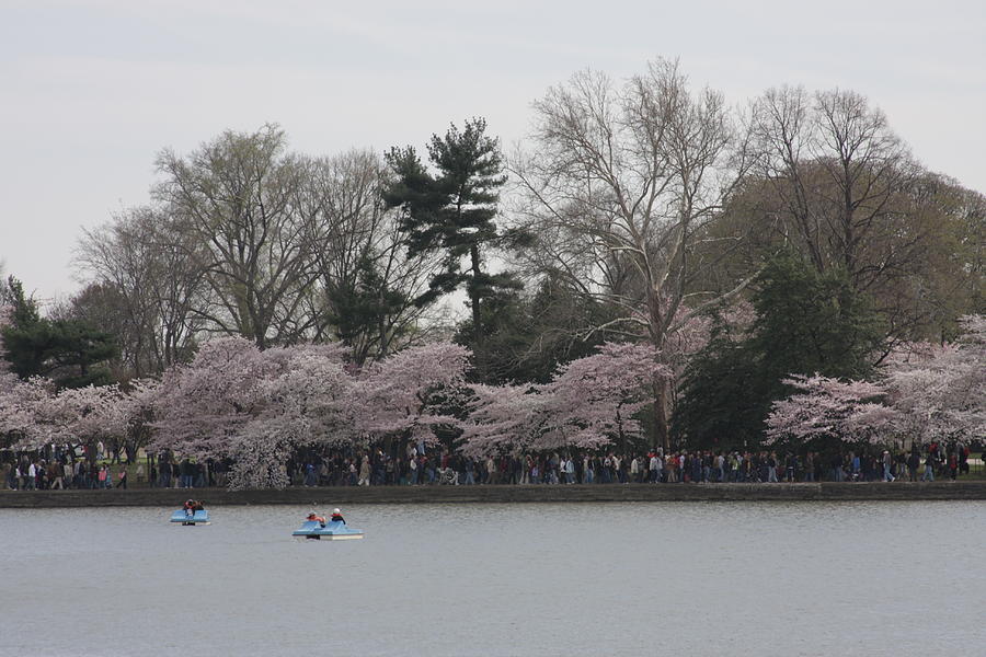 Tree Photograph - Cherry Blossoms - Washington DC - 011317 by DC Photographer