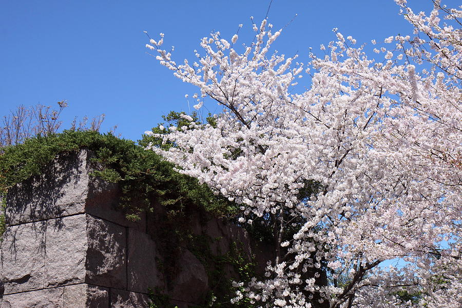 Tree Photograph - Cherry Blossoms - Washington DC - 01133 by DC Photographer