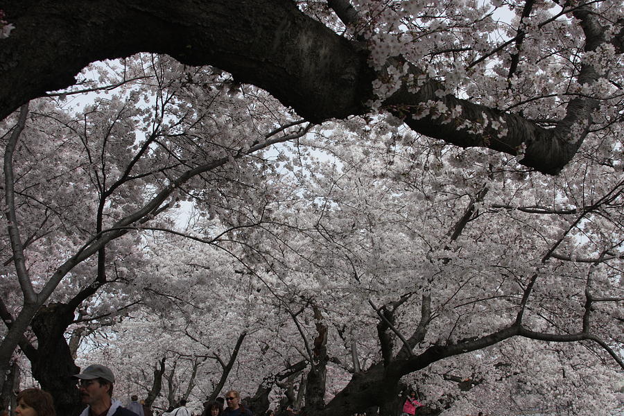 Tree Photograph - Cherry Blossoms - Washington DC - 011330 by DC Photographer
