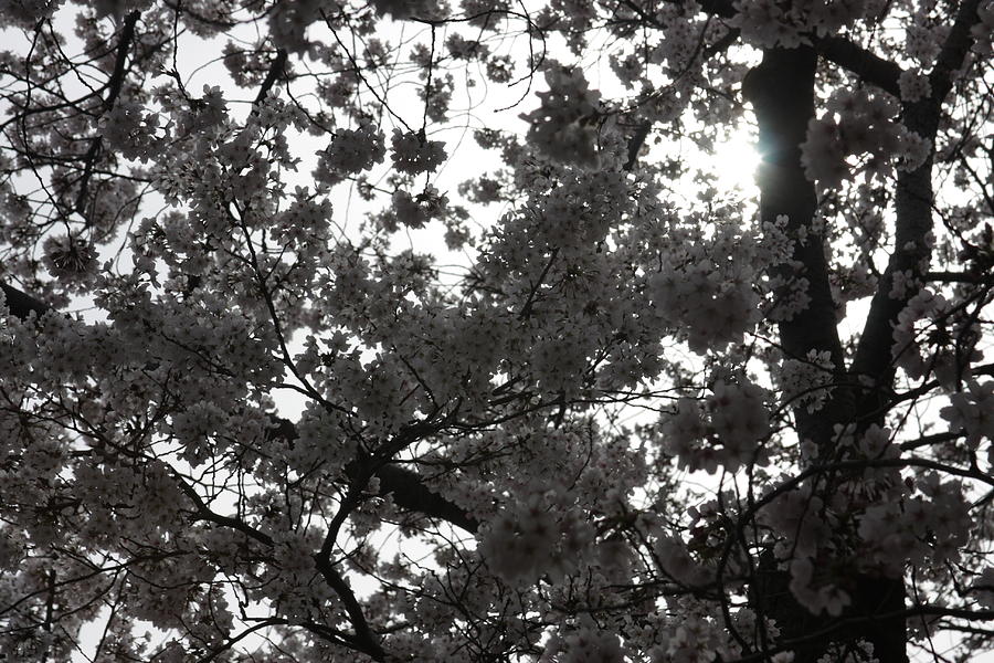 Tree Photograph - Cherry Blossoms - Washington DC - 011332 by DC Photographer