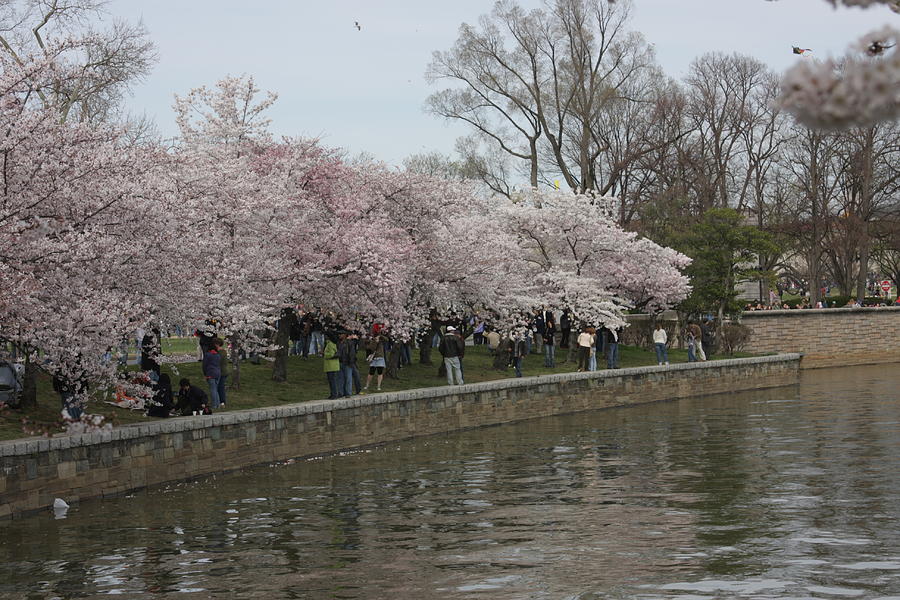 Tree Photograph - Cherry Blossoms - Washington DC - 011333 by DC Photographer