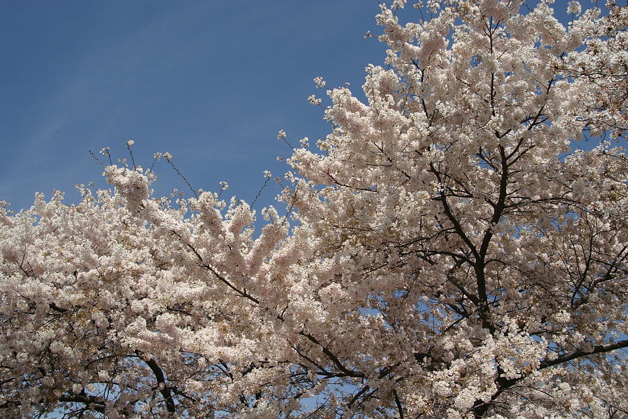 Tree Photograph - Cherry Blossoms - Washington DC - 011337 by DC Photographer