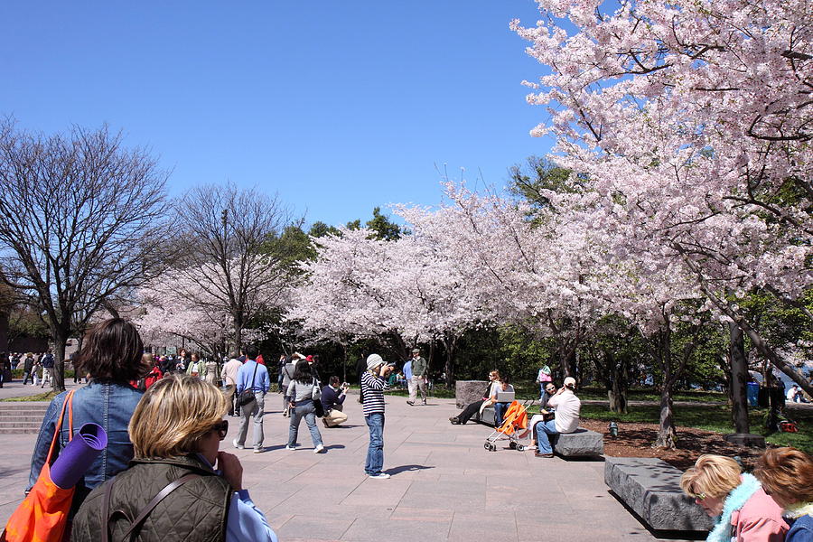 Tree Photograph - Cherry Blossoms - Washington DC - 01134 by DC Photographer