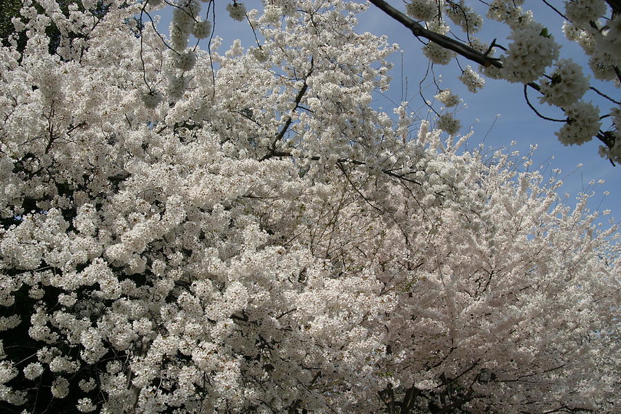 Tree Photograph - Cherry Blossoms - Washington DC - 011340 by DC Photographer